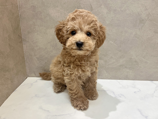 神奈川県のトイプードル(トイ) (ペッツファースト大和店/2025年8月17日生まれ/男の子/アプリコット)の子犬の1枚目の画像