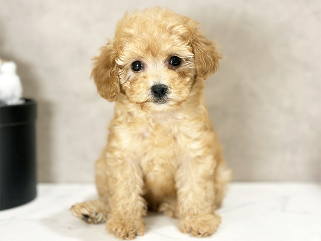 東京都のトイプードル(トイ) (ペッツファースト武蔵小山店/2025年8月17日生まれ/女の子/アプリコット)の子犬の1枚目の画像