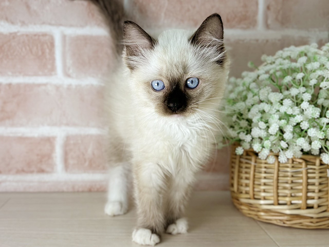 京都府のラグドール (ペッツファースト京都店/2025年8月22日生まれ/女の子/シールポイントミテッド)の子猫の1枚目の画像