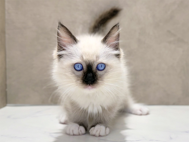 埼玉県のラグドール (ペッツファースト川口店/2025年8月22日生まれ/男の子/シールポイントミテッド)の子猫