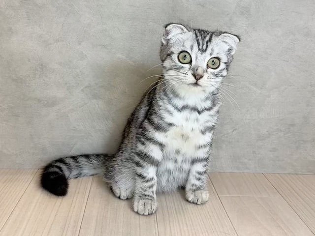 群馬県のスコティッシュフォールド (ペッツファースト高崎店/2025年8月10日生まれ/女の子/シルバータビー)の子猫の1枚目の画像
