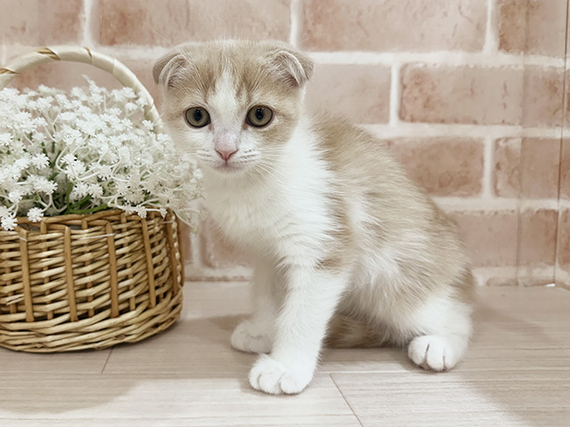 神奈川県のスコティッシュフォールド (ペッツファーストfor cats横浜元町店/2025年8月18日生まれ/女の子/クリームホワイト)の子猫の1枚目の画像