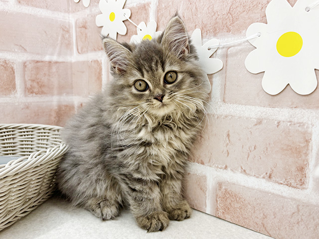 東京都のラガマフィン (ペッツファーストお台場店/2025年8月22日生まれ/男の子/ブルータビー)の子猫の1枚目の画像