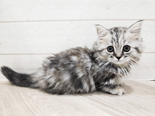 東京都のマンチカン (ペッツファースト吉祥寺サンロード店/2025年8月22日生まれ/女の子/シルバーパッチドタビー)の子猫の2枚目の画像