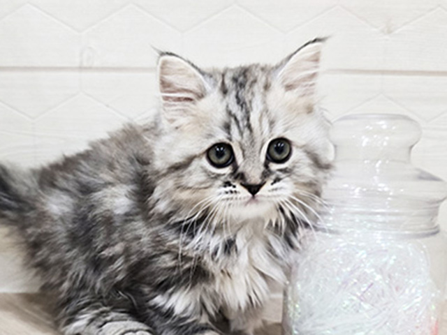 東京都のマンチカン (ペッツファースト吉祥寺サンロード店/2025年8月22日生まれ/女の子/シルバーパッチドタビー)の子猫の3枚目の画像