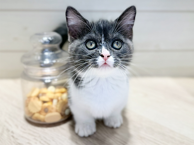 群馬県のマンチカン (ペッツファースト高崎店/2025年8月22日生まれ/女の子/ブルーホワイト)の子猫の1枚目の画像