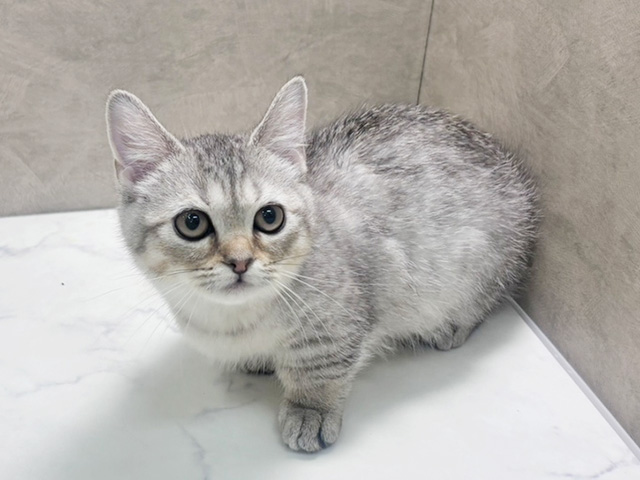 ジェネッタ, 性別 女の子, 誕生日 2025/08/22, 毛色 シルバースポテッドタビー, 出身 群馬県, 店舗 岩槻店(埼玉県), お問い合わせ番号 2506508