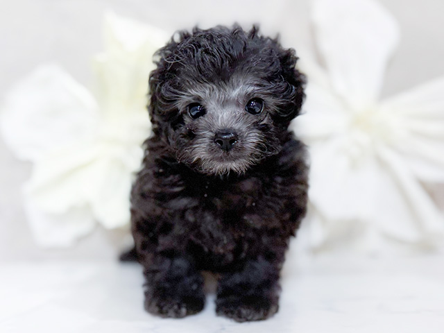 東京都のトイプードル(ティーカップ) (ペッツファースト恵比寿店/2025年8月22日生まれ/男の子/シルバー)の子犬の1枚目の画像