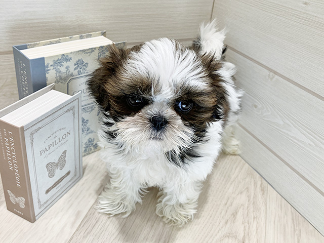 シーズー, 性別 女の子, 誕生日 2025/08/22, 毛色 ゴールドホワイト, 出身 大阪府, 店舗 岡崎店(愛知県), お問い合わせ番号 2553163