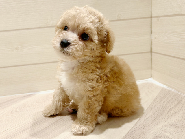 東京都のビションプー(ビションフリーゼ×プードル) (ペッツファースト豊洲店/2025年8月22日生まれ/男の子/アプリコット)の子犬の2枚目の画像