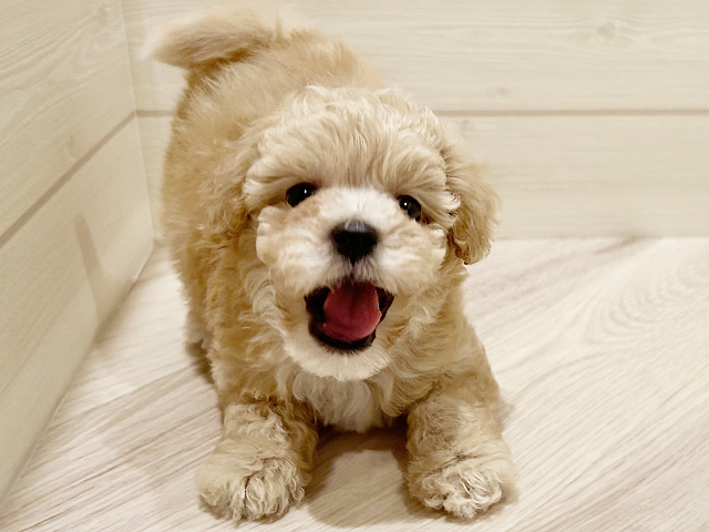 東京都のビションプー(ビションフリーゼ×プードル) (ペッツファースト豊洲店/2025年8月22日生まれ/男の子/アプリコット)の子犬の3枚目の画像