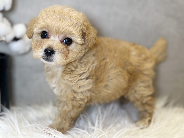 東京都のビションプー(ビションフリーゼ×プードル) (ペッツファースト青山店/2025年8月22日生まれ/女の子/アプリコット)の子犬の2枚目の画像