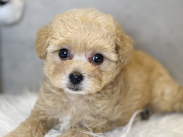 東京都のビションプー(ビションフリーゼ×プードル) (ペッツファースト青山店/2025年8月22日生まれ/女の子/アプリコット)の子犬の3枚目の画像