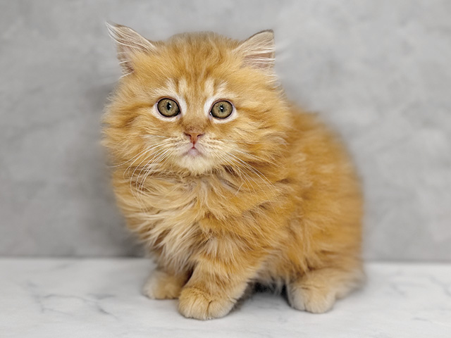 埼玉県のミヌエット (ペッツファーストPETEMOレイクタウンmori店/2025年8月15日生まれ/女の子/レッドタビー)の子猫の1枚目の画像