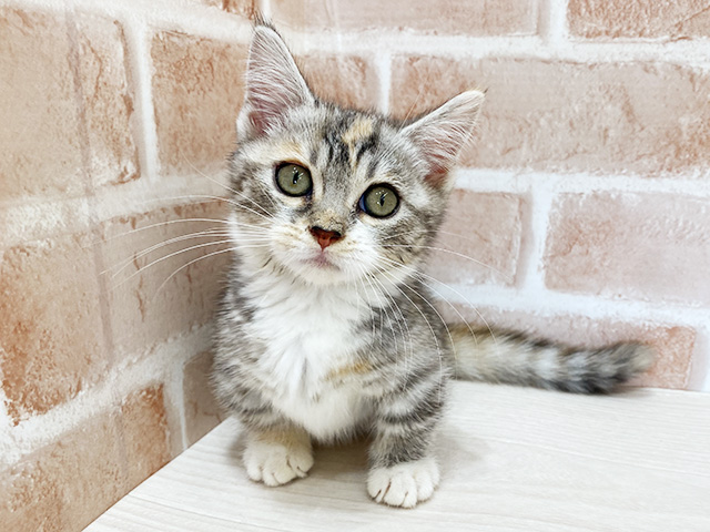 東京都のマンチカン (ペッツファースト荻窪店/2025年8月15日生まれ/女の子/シルバーパッチドタビーホワイト)の子猫の1枚目の画像