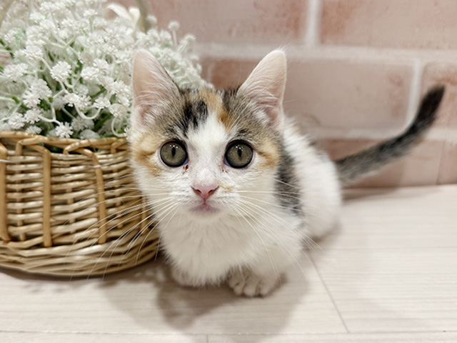東京都のマンチカン (ペッツファースト町田店/2025年8月15日生まれ/女の子/キャリコ)の子猫の1枚目の画像