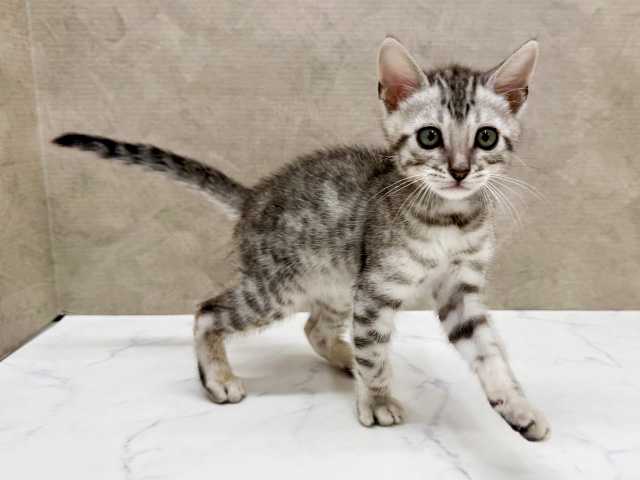 ベンガル, 性別 男の子, 誕生日 2025/08/20, 毛色 シルバースポテッドタビー, 出身 茨城県, 店舗 秦野店(神奈川県), お問い合わせ番号 2506522