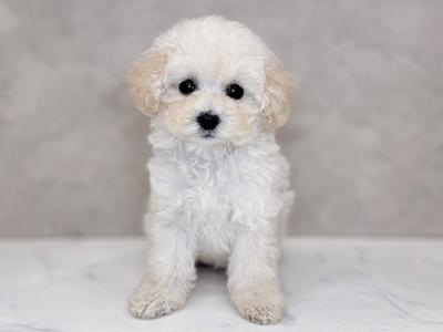 神奈川県のトイプードル(ティーカップ) (ペッツファースト茅ヶ崎店/2025年7月27日生まれ/女の子/クリーム)の子犬の1枚目の画像