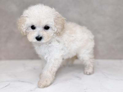 神奈川県のトイプードル(ティーカップ) (ペッツファースト茅ヶ崎店/2025年7月27日生まれ/女の子/クリーム)の子犬の2枚目の画像