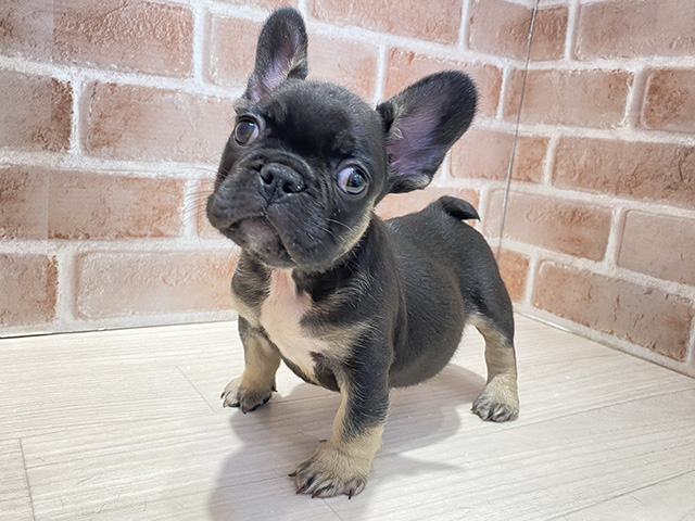 フレンチブルドッグ