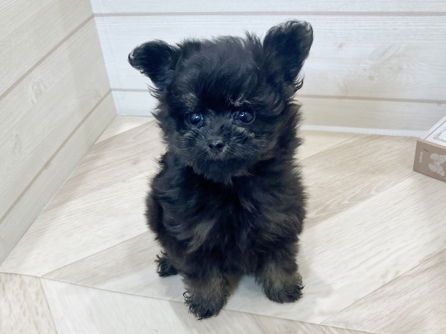 愛知県のポメプー(ポメラニアン×プードル) (ペッツファースト岡崎店/2025年8月25日生まれ/男の子/ブラックタン)の子犬の1枚目の画像