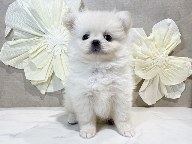 東京都のペキポメ/ポメペキ(ペキニーズ×ポメラニアン) (ペッツファースト原宿店/2025年8月24日生まれ/女の子/ホワイト)の子犬の1枚目の画像