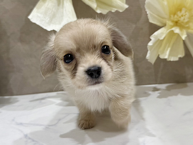 大阪府のチワックス(チワワ×ダックス) (ペッツファースト難波店/2025年8月25日生まれ/男の子/フォーン)の子犬の1枚目の画像