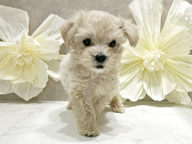 東京都のマルプー(マルチーズ×プードル) (ペッツファースト新宿店/2025年8月25日生まれ/男の子/アプリコット)の子犬の1枚目の画像