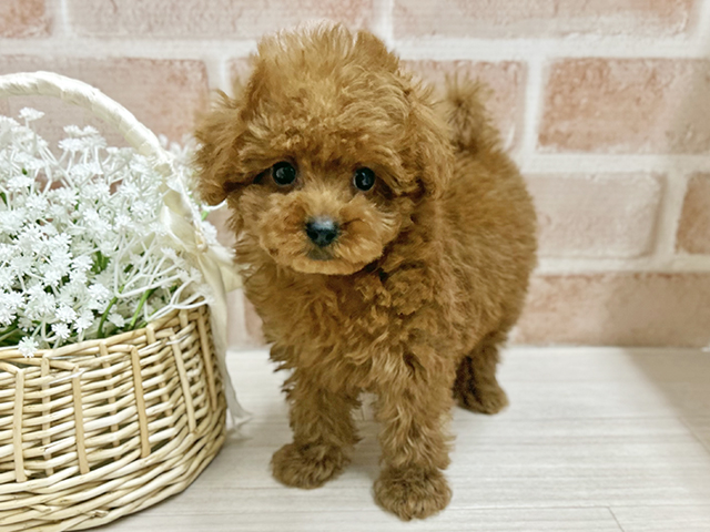 大阪府のトイプードル(タイニー) (ペッツファースト茨木店/2025年8月25日生まれ/女の子/レッド)の子犬の1枚目の画像