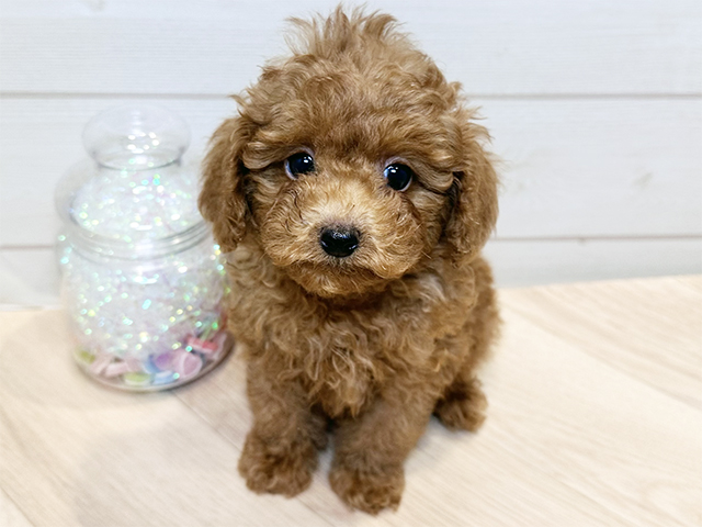 神奈川県のトイプードル(タイニー) (ペッツファースト川崎店/2025年8月24日生まれ/男の子/レッド)の子犬の1枚目の画像