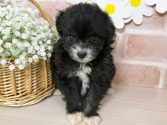 静岡県のチワプー/プーチー(チワワ×プードル) (ペッツファースト富士南店/2025年8月21日生まれ/女の子/ブラックホワイト)の子犬の1枚目の画像