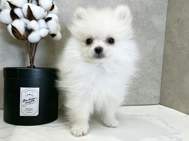 広島県のポメラニアン (ペッツファースト広島祇園店/2025年8月23日生まれ/男の子/クリーム)の子犬の1枚目の画像