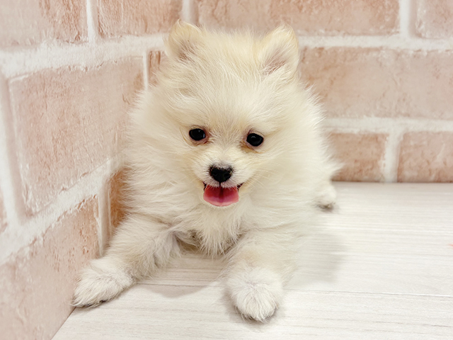 2025年8月23日生まれのポメラニアン