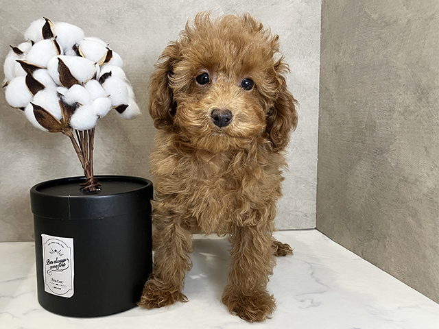 広島県のトイプードル(タイニー) (ペッツファースト広島祇園店/2025年8月22日生まれ/男の子/レッド)の子犬