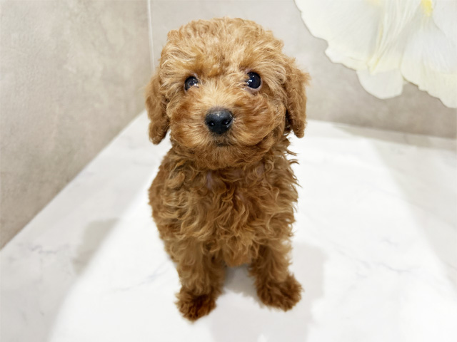 秋田県のトイプードル(タイニー) (ペッツファースト秋田店/2025年8月22日生まれ/男の子/レッド)の子犬の1枚目の画像