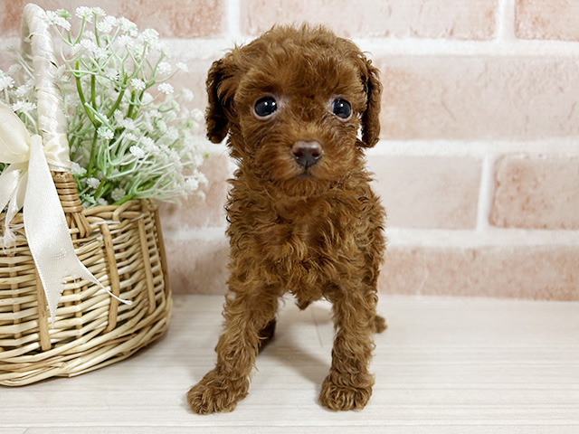 広島県のトイプードル(タイニー) (ペッツファースト広島本通店/2025年8月22日生まれ/女の子/レッド)の子犬の1枚目の画像