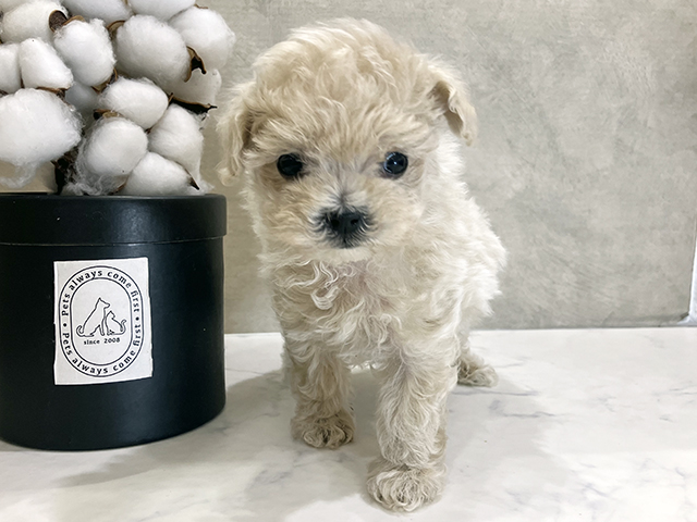 大阪府のマルプー(マルチーズ×プードル) (ペッツファースト茶屋町店/2025年8月25日生まれ/女の子/クリーム)の子犬