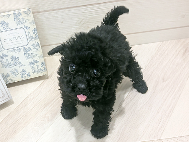 愛知県のトイプードル(タイニー) (ペッツファースト岡崎店/2025年8月24日生まれ/女の子/ブラック)の子犬の1枚目の画像