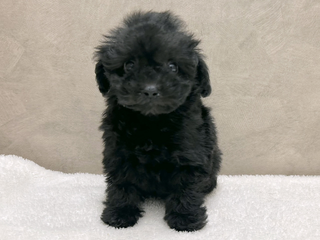 大阪府のトイプードル(タイニー) (ペッツファースト心斎橋本店/2025年8月24日生まれ/女の子/ブラック)の子犬