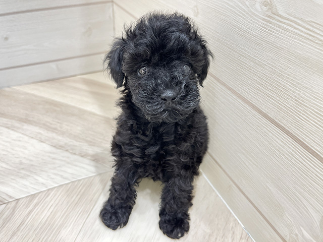 広島県のトイプードル(タイニー) (ペッツファースト広島府中店/2025年8月24日生まれ/男の子/ブラック)の子犬の1枚目の画像