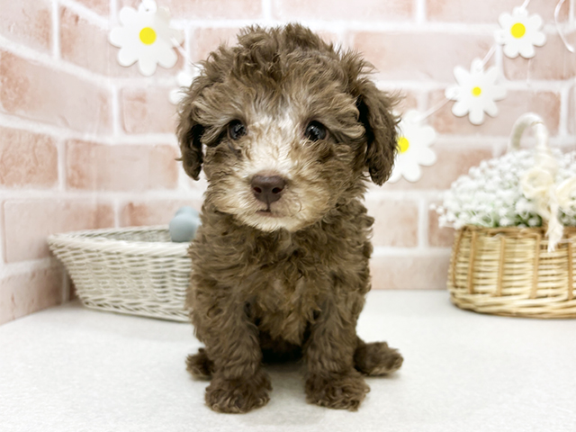 東京都のトイプードル(タイニー) (ペッツファーストお台場店/2025年8月25日生まれ/女の子/ブラウン)の子犬の1枚目の画像