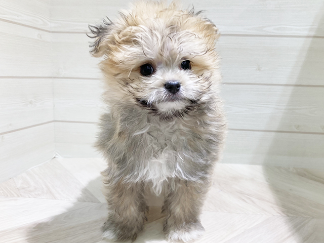 福岡県のポメマル/マルポメ(ポメラニアン×マルチーズ) (ペッツファースト福岡天神店(c)/2025年8月24日生まれ/男の子/オレンジ)の子犬の1枚目の画像