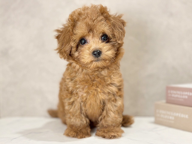 東京都のトイプードル(タイニー) (ペッツファースト武蔵小山店/2025年8月23日生まれ/女の子/レッド)の子犬の1枚目の画像