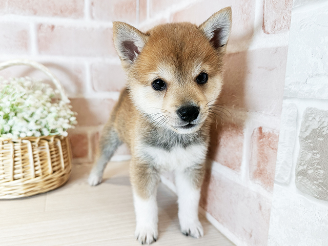 大阪府の豆柴 (ペッツファースト東大阪店/2025年8月25日生まれ/男の子/赤)の子犬