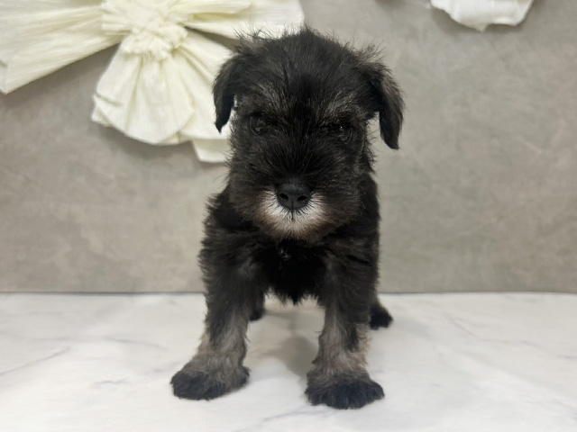 ミニチュアシュナウザー, 性別 女の子, 誕生日 2025/08/25, 毛色 ソルトペッパー, 出身 福岡県, 店舗 下北沢店(東京都), お問い合わせ番号 2533919