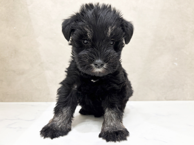 東京都のミニチュアシュナウザー (ペッツファーストららぽーと立川立飛店/2025年8月25日生まれ/男の子/ブラックシルバー)の子犬の1枚目の画像