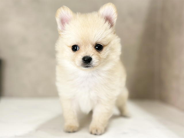 東京都のポメチワ/チワポメ/ポメチー(ポメラニアン×チワワ) (ペッツファースト武蔵小山店/2025年8月24日生まれ/男の子/クリーム)の子犬の1枚目の画像