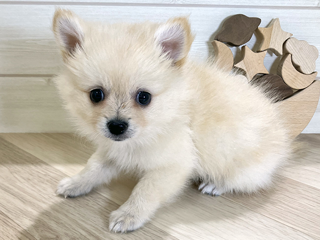 鳥取県のポメチワ/チワポメ/ポメチー(ポメラニアン×チワワ) (ペッツファースト日吉津店/2025年8月24日生まれ/男の子/クリーム)の子犬の1枚目の画像