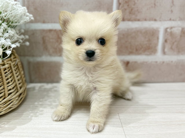 大阪府のポメチワ/チワポメ/ポメチー(ポメラニアン×チワワ) (ペッツファースト茨木店/2025年8月24日生まれ/女の子/クリーム)の子犬