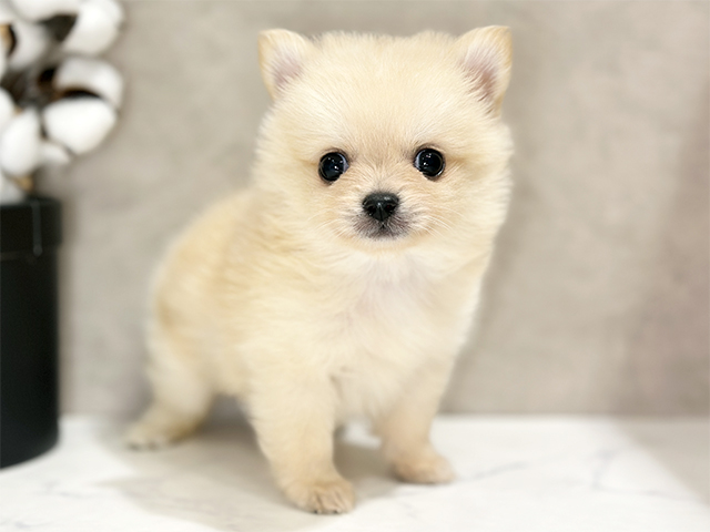 東京都のポメチワ/チワポメ/ポメチー(ポメラニアン×チワワ) (ペッツファースト武蔵小山店/2025年8月24日生まれ/女の子/クリーム)の子犬の1枚目の画像